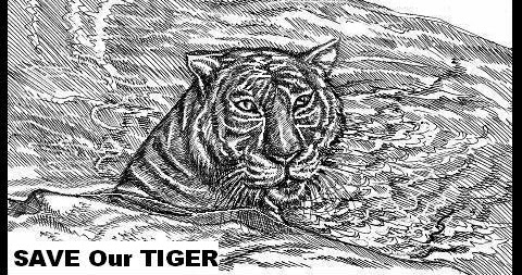 Save Tiger  World Tiger Day  Poster for Sale by EarthAlly  Redbubble