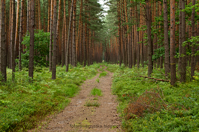 ścieżka rowerowa 