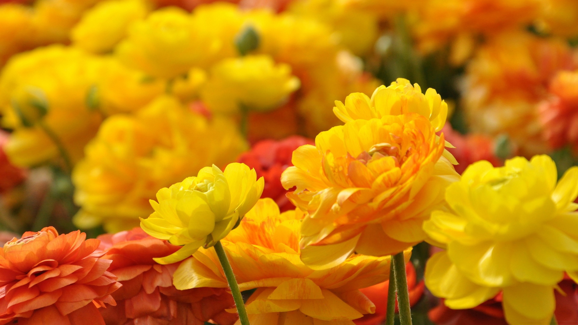 Yellow Red Flowers High Definition Wallpapers HD wallpapers