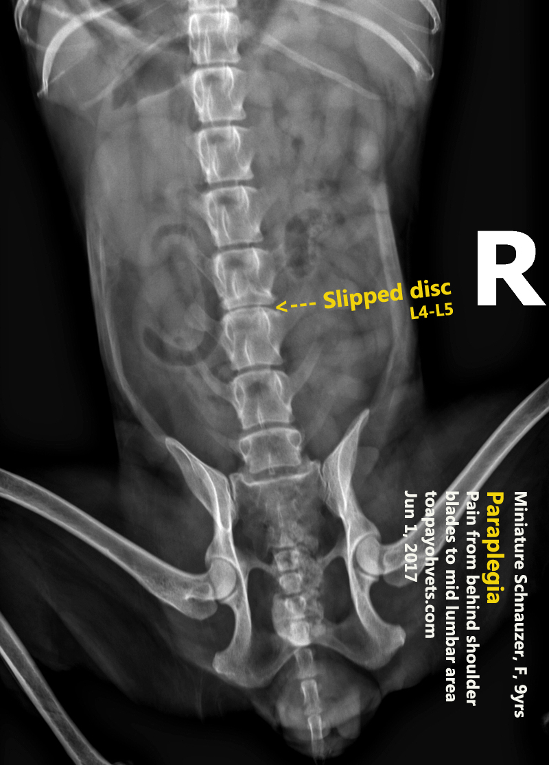 2010vets 3081. Slipped disc in a 9yearold, female intact Miniature