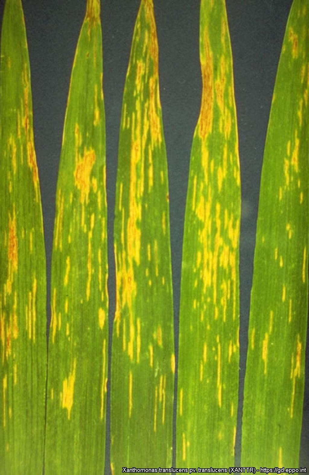 Variety of Life Xanthomonas