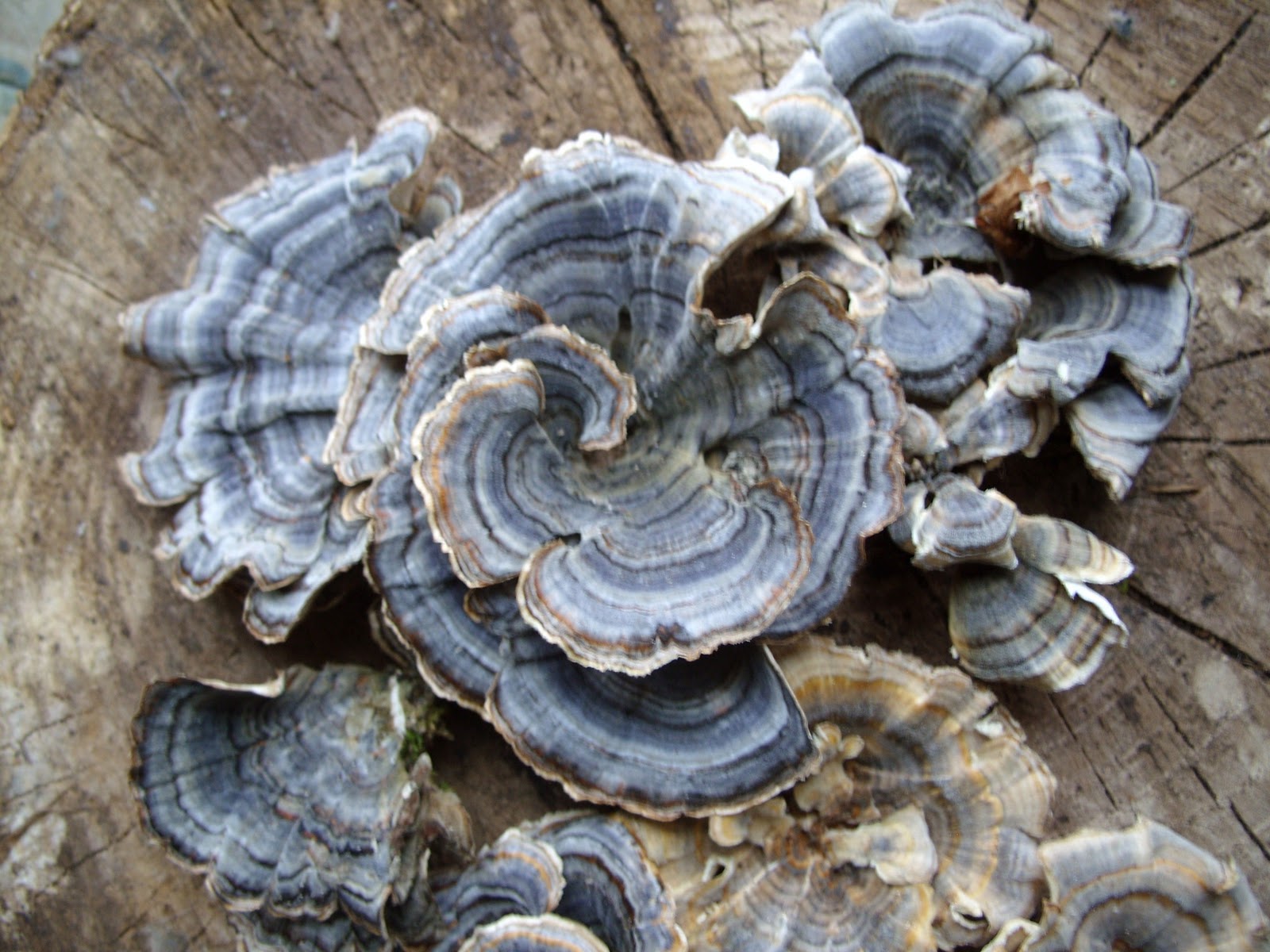 Forest House Farm: Turkey Tail Mushroom