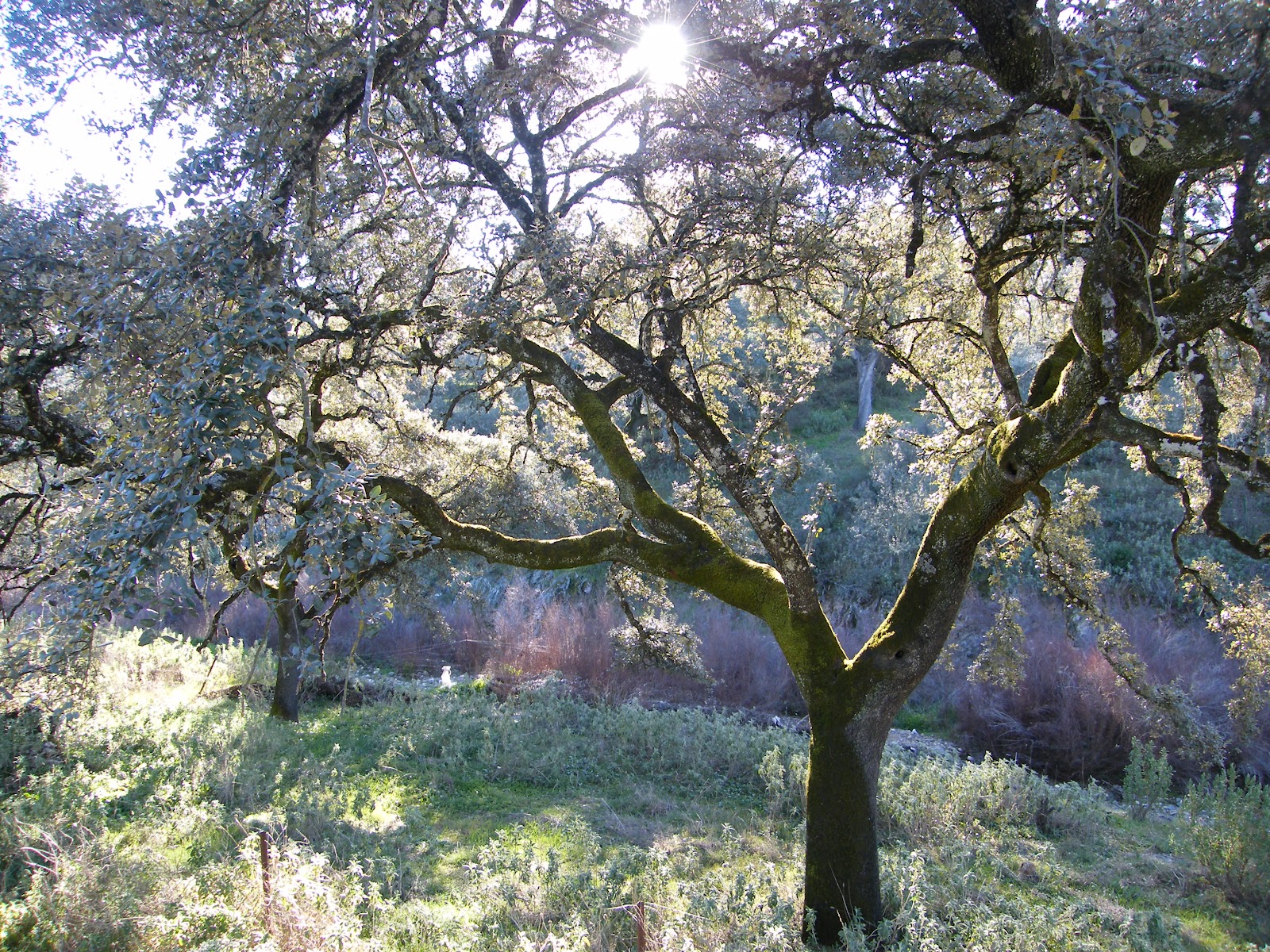 Foto de Sendero de la Lobera en El Real de la Jara, Sevilla