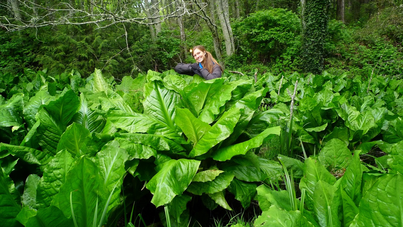 Continuing Studies Wild Cabbage