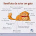 Benefícios de se ter um gato: