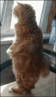 Funny cats, funny cat gif, animated cat picture