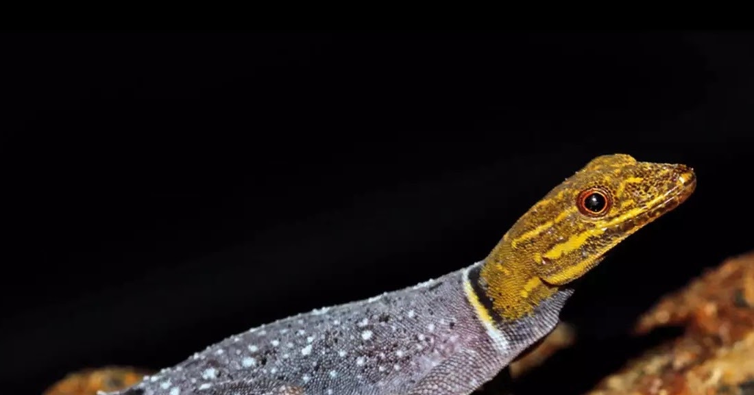 Species New to Science [Herpetology • 2019] Cnemaspis aaronbaueri • A