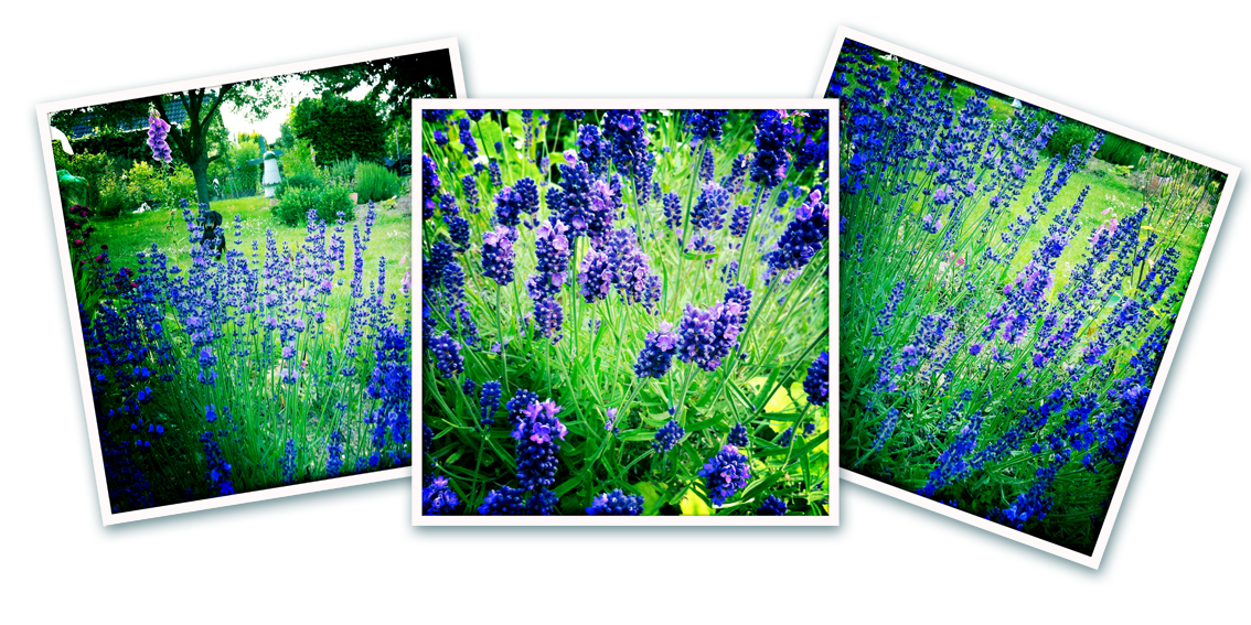 Der Garten Edi: Lavendel kann so aufregend sein..