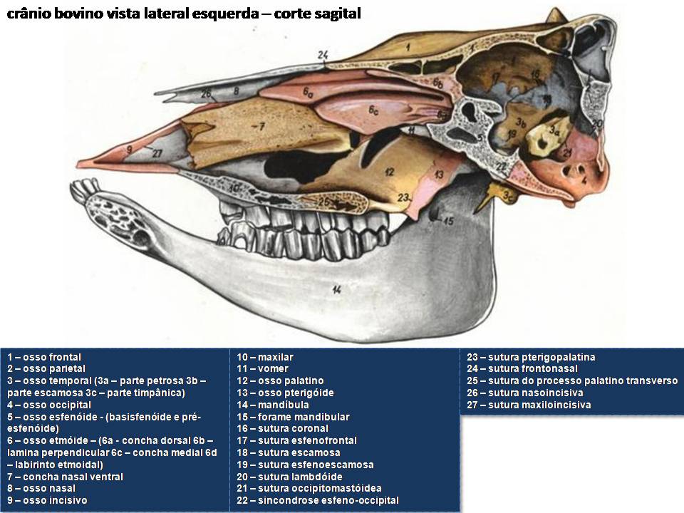 Anatomia Do Cranio Bovino - RETOEDU