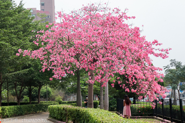 健康公園|台中南區白花美人樹|白色和桃紅色美人花爭奇鬥艷 健康公園|台中南區白花美人樹|白色和桃紅色美人花爭奇鬥艷
