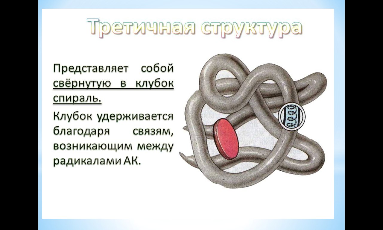 значение третичной структуры. третичная структура структура белка. третичная структура белка состав. третичная структура белка структурная. третичная структура белка имеет вид.