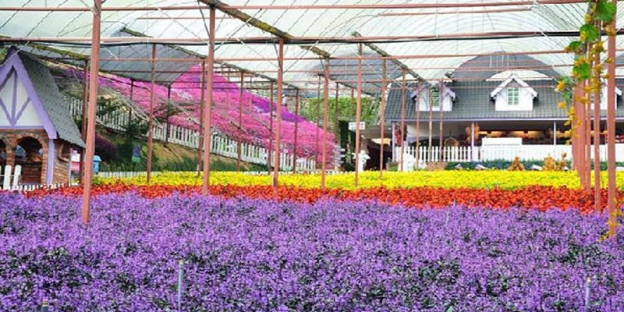 Semuanya Tentang Cameron Highlands Tarikan Terbaru Di Cameron Highlands Iatu Taman Lavender