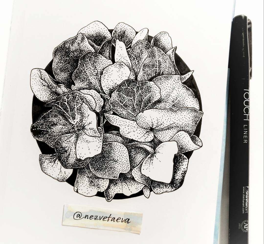 Hydrangea Drawing Liz Reed Co Uk B Hydrangea B 3 Copy