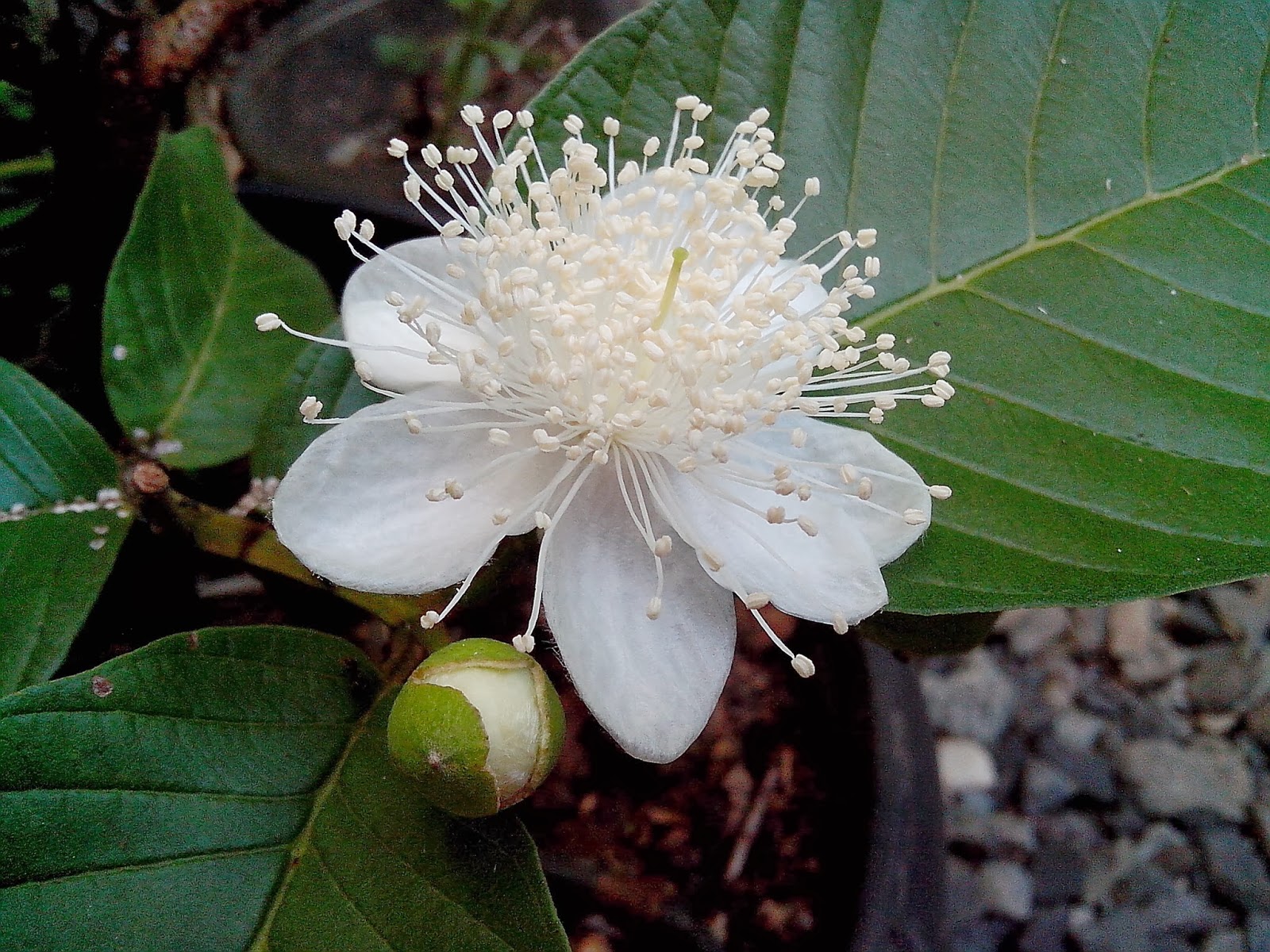 Endah Murniyati's Journey PEAR SHAPE GUAVA BLOSSOM