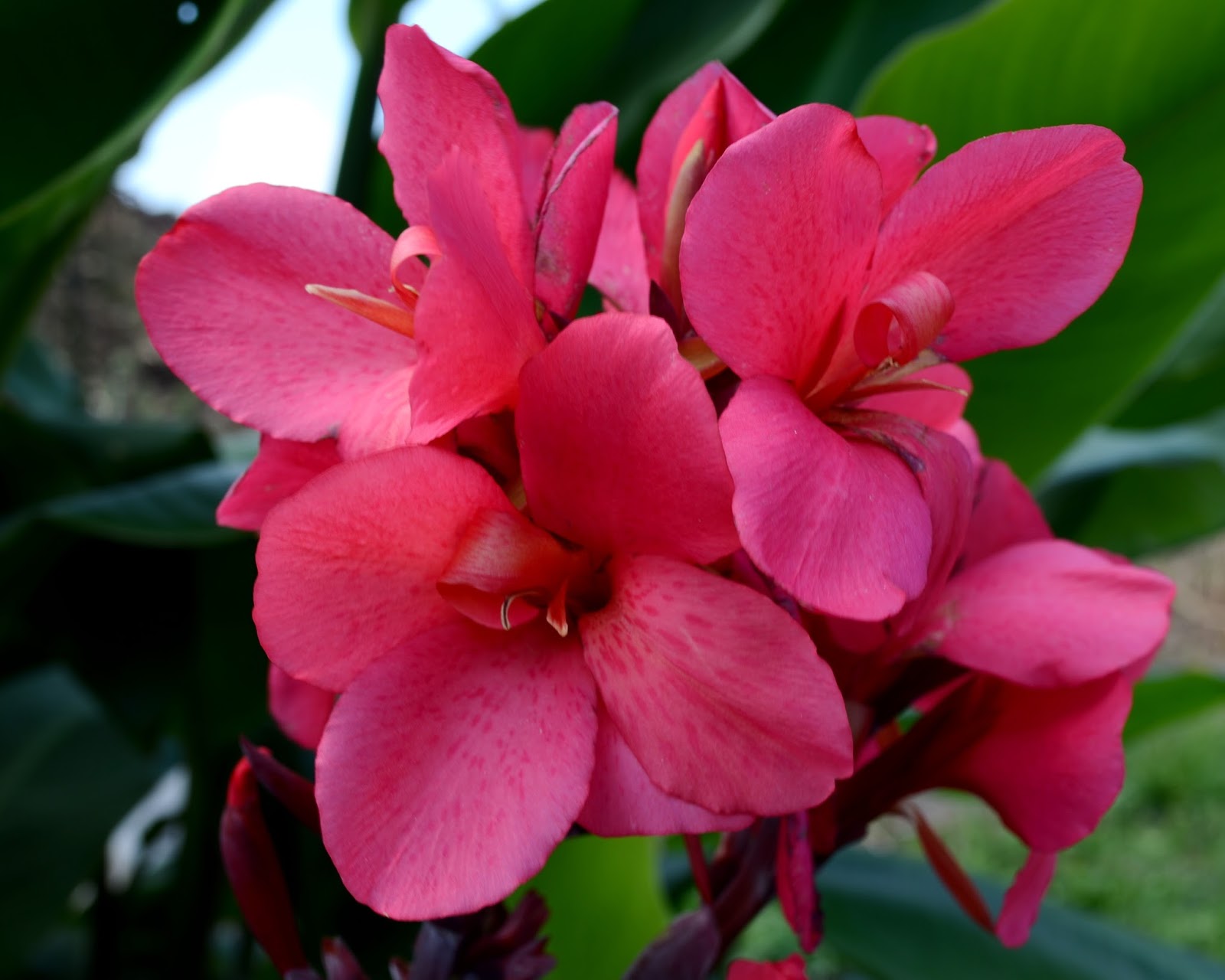 Brian's Botanicals The Canna Flower