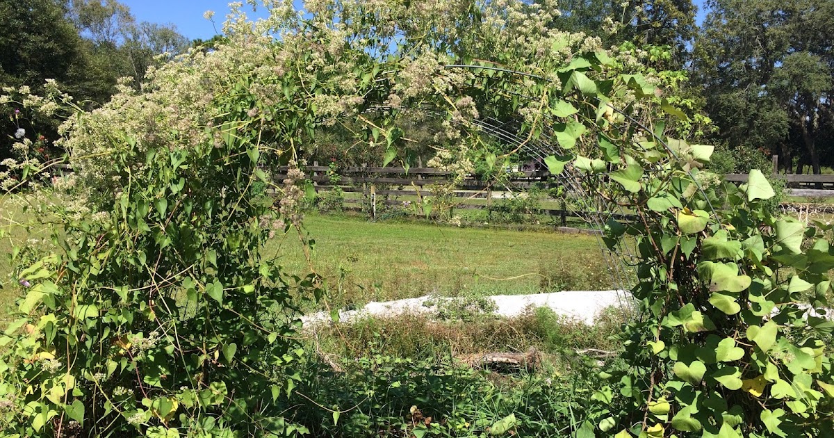 Central Florida Vegetable Gardening