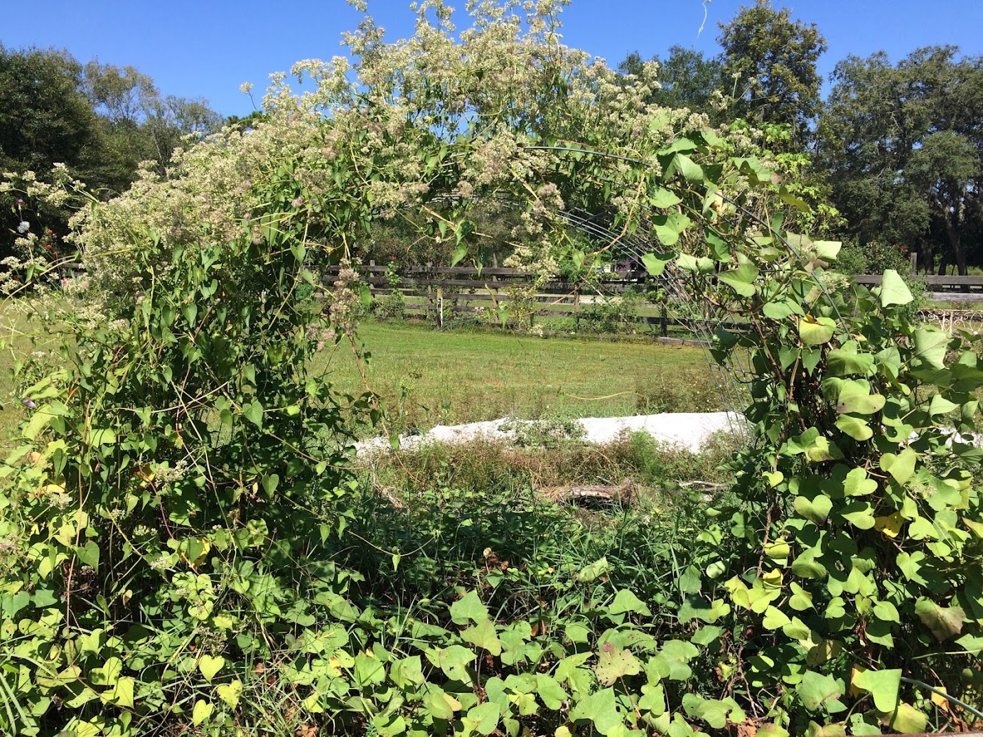 Central Florida Vegetable Gardening