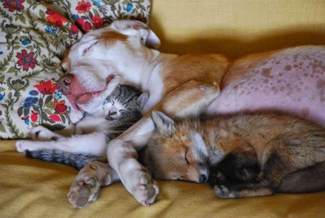 parejas de animales que duermen juntos. 