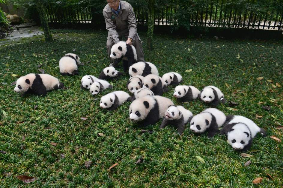 Los Osos Panda