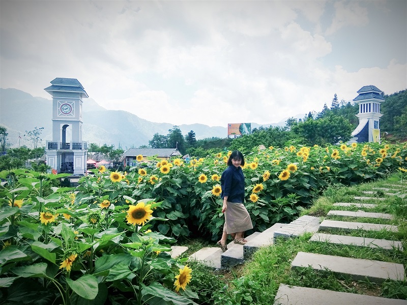 New Stunning sunflower fields in Fansipan Legend, Vietnam Vietnam