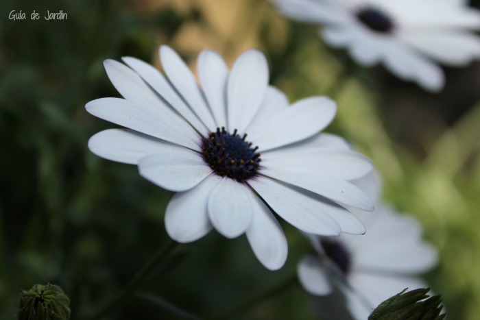 La primavera se acerca... ¡y se nota! - Guia de jardin