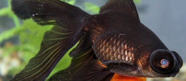 Teknik Pemanenan Ikan Mas Koki