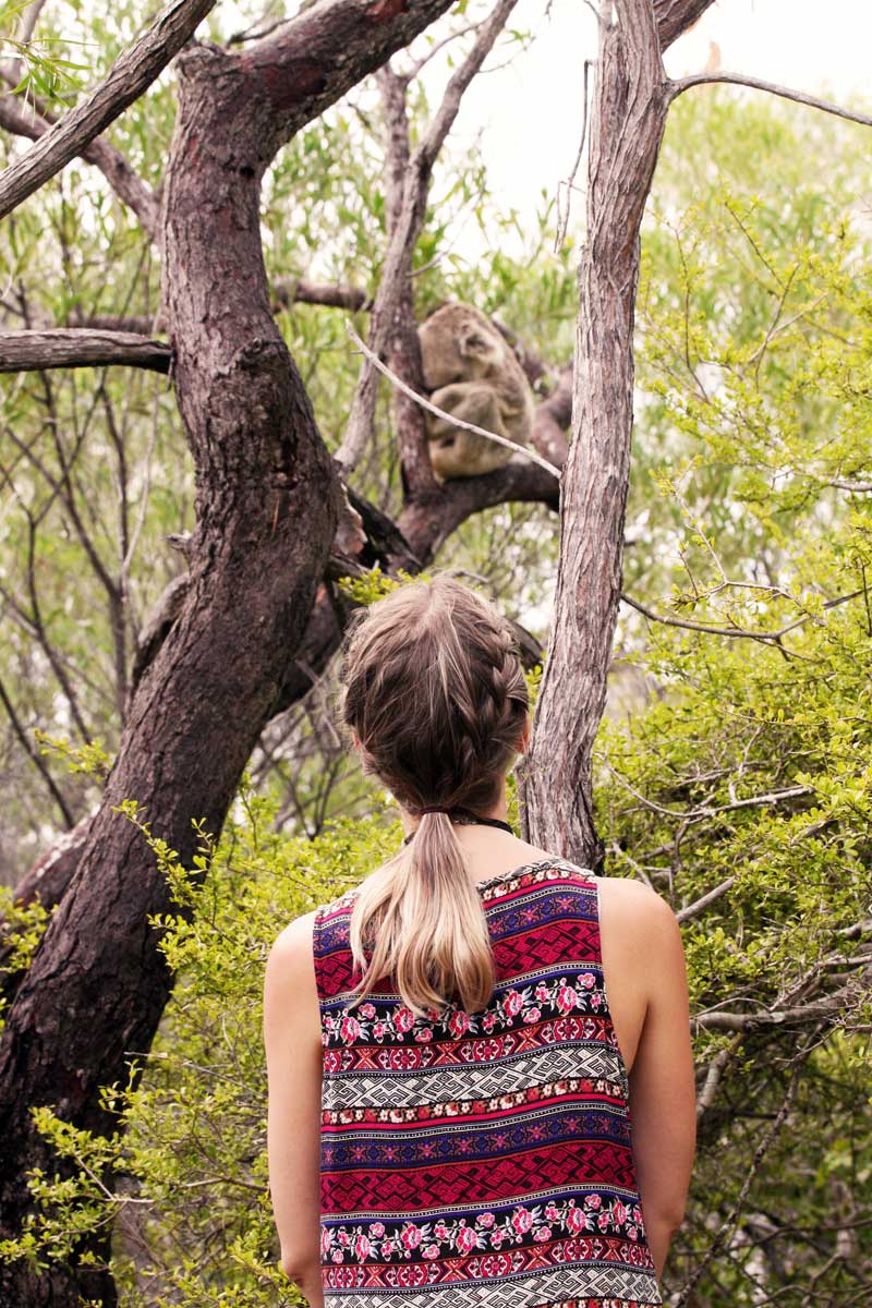 finding wild koalas on magnetic island finding wild koalas on magnetic island