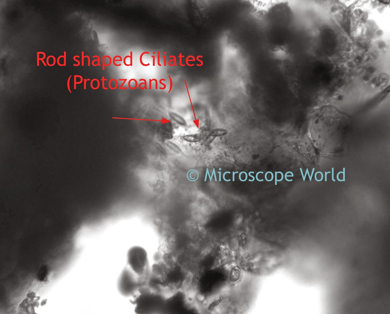 Microscope World Blog What Grows in Murky Pool Water