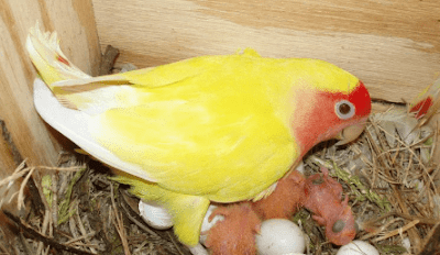 perawatan burung lovebird