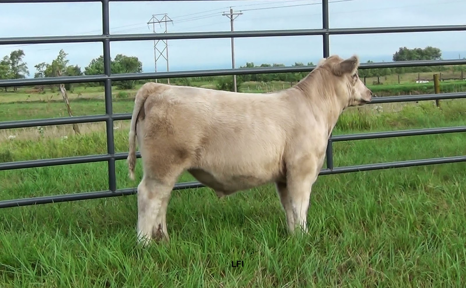 Lay Farms Show Calves