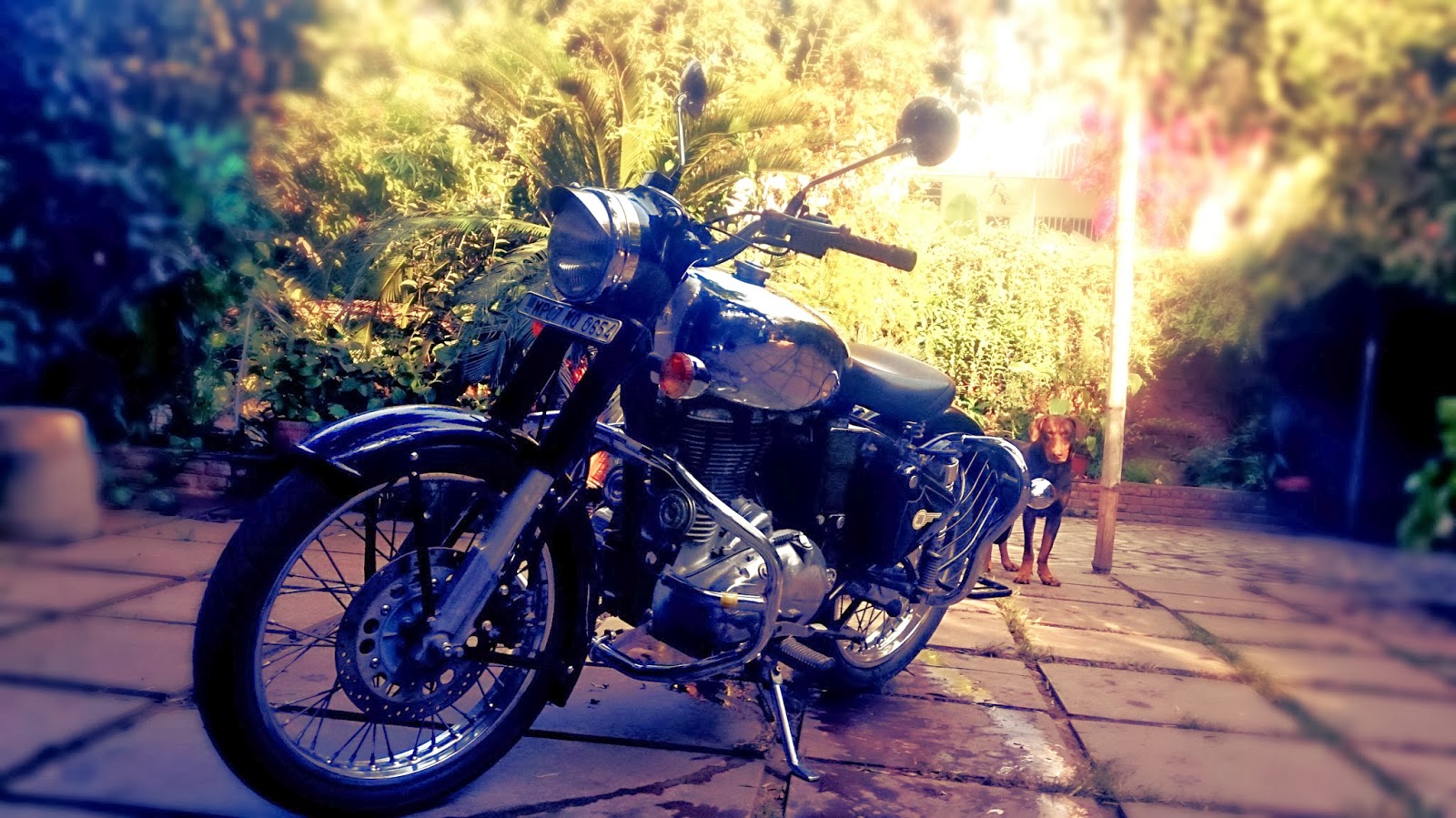 royal enfield standard fuel tank price