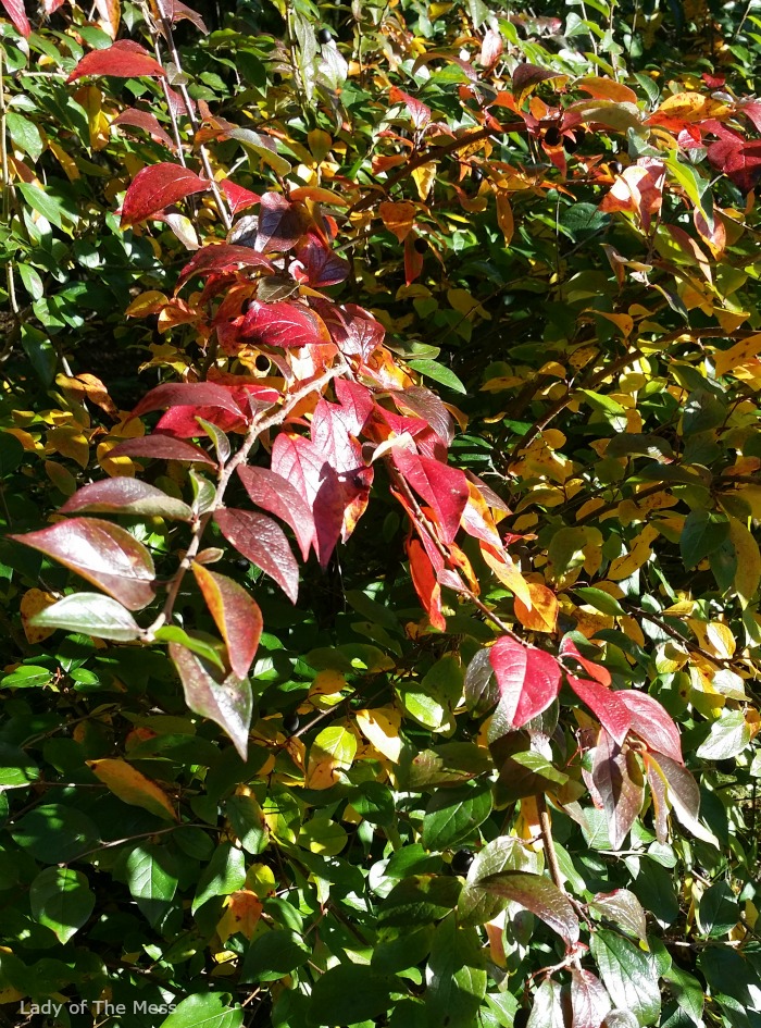 syksyn värit, autumn colours