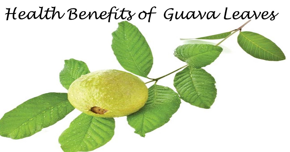 Гуава польза и вред. Guava leaves. Побег гуавы. Гуава листья отвар. Гуава листья в глаза.