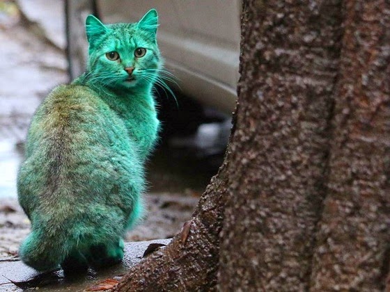 green cat bulgaria