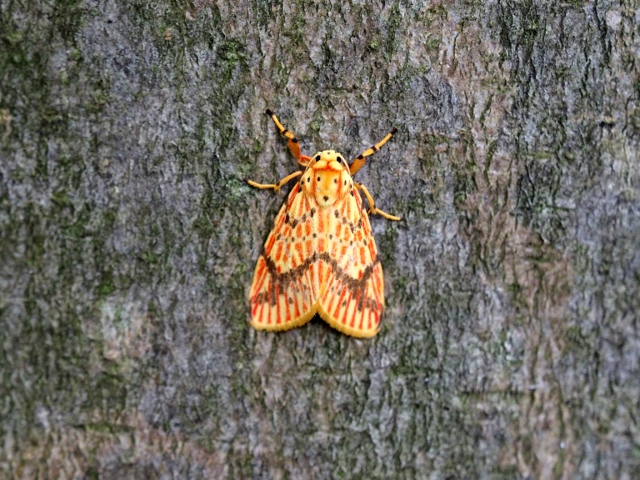 きよせ季節だより