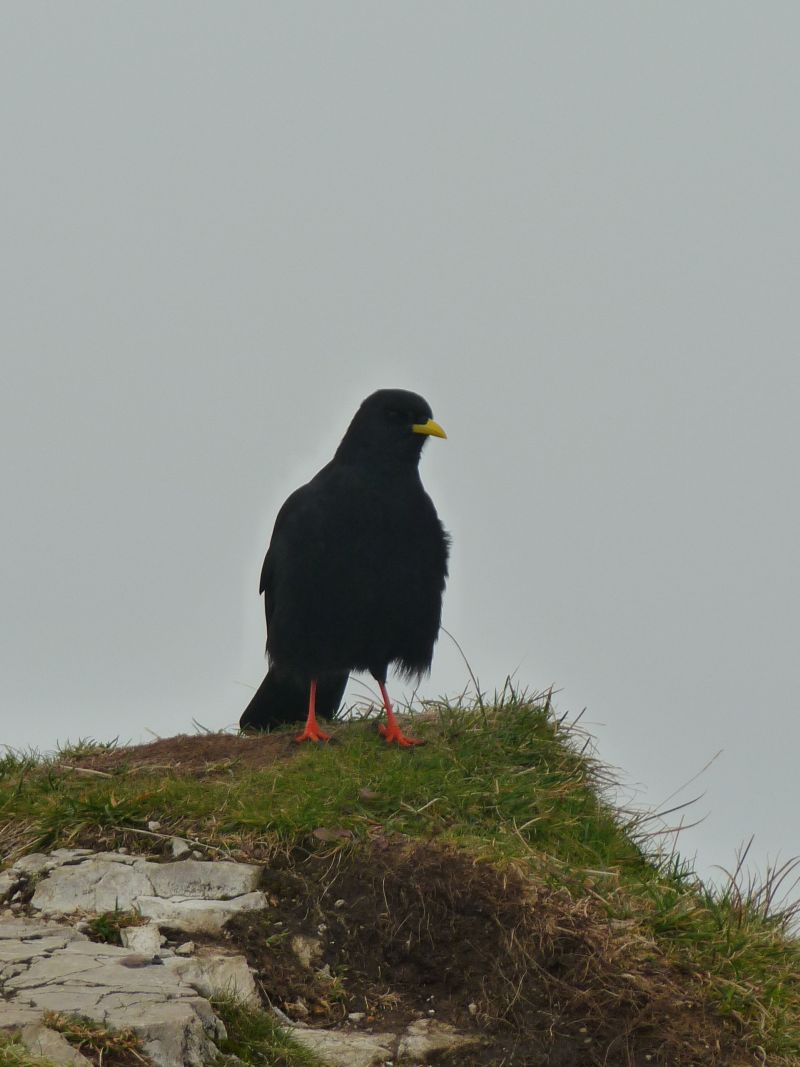 Familienausfluge Mit Kindern Im Allgau Viel Spass Fur Kinder Am