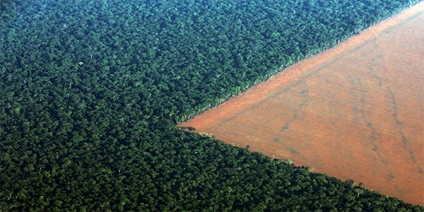 интересные факты про тропические леса Амазонки