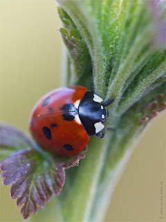 Biologischer Pflanzenschutz mit Vögeln, Marienkäfer und sonstigen Helfern im Garten