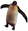 Walk Like a Penguin