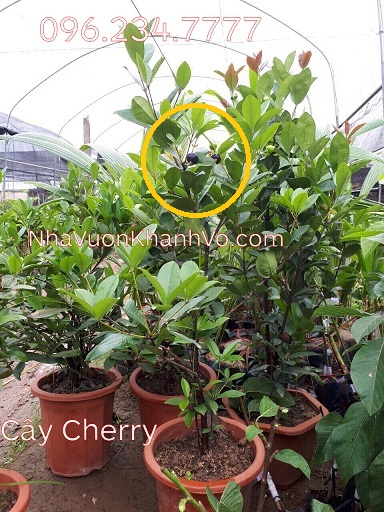 Thú nuôi, cây cảnh: Kỹ thuật trong Cherry Brazil tại nhà. Cay-cherry-khanh-vo-8