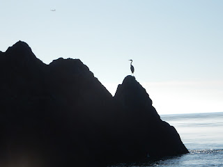 Heron on a rock out-crop, Whidbey Island photo by Dana Worley