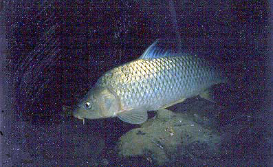 Common Carp ~ Aquatic Animals