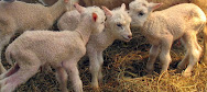 Mengenal jenis Domba Finnsheep dan asal usul serta ciri-cirinya