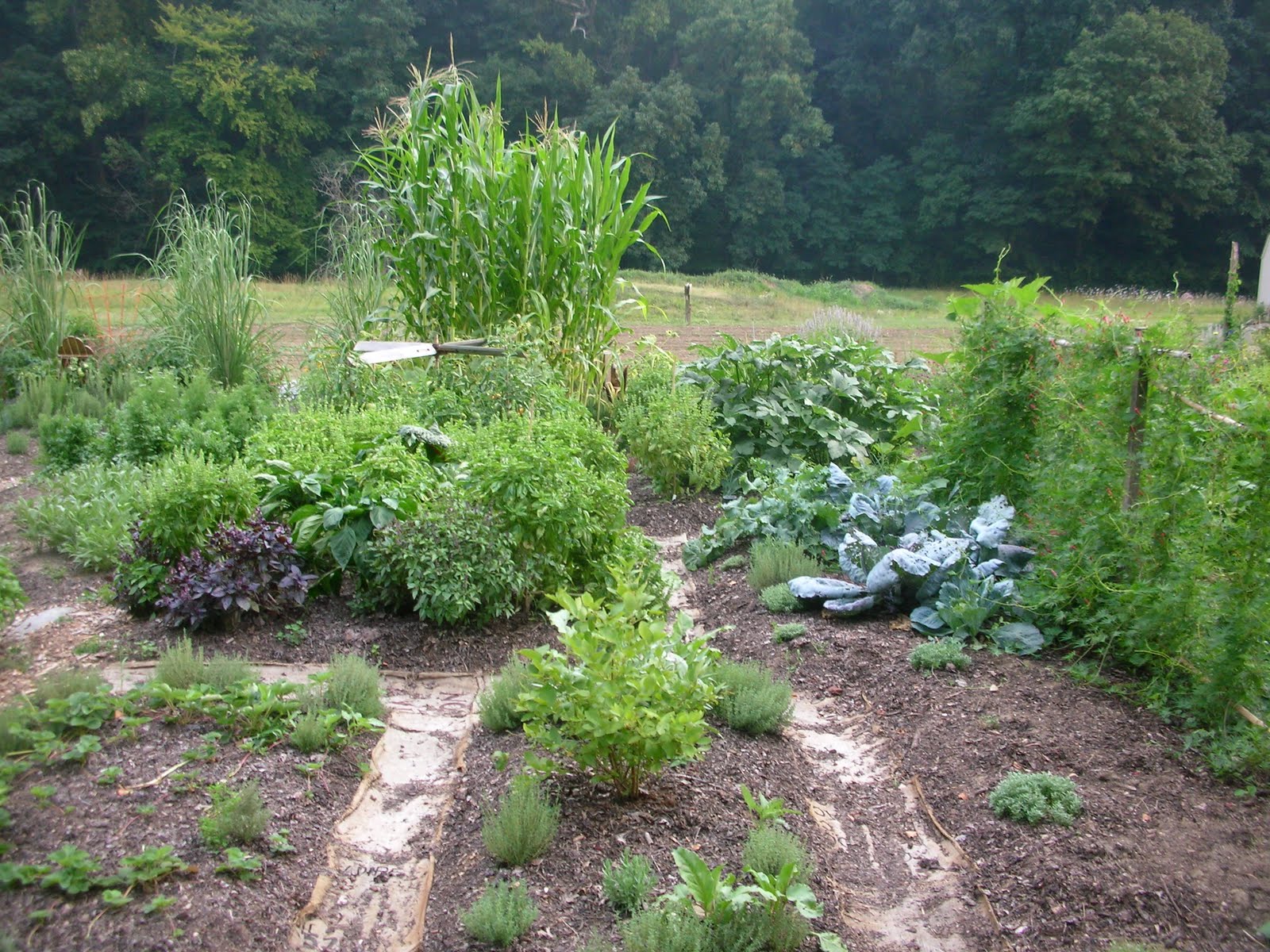 FeeserLongwood Edible gardens, New Jersey bogs, and healthy bees!