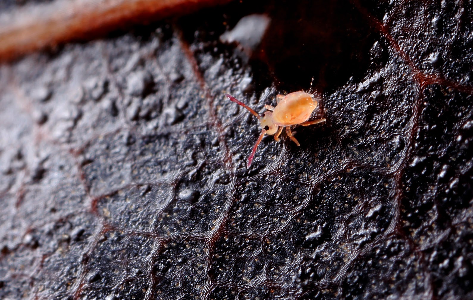 JJ's Photographic nature blog: Flapjack bugs me...