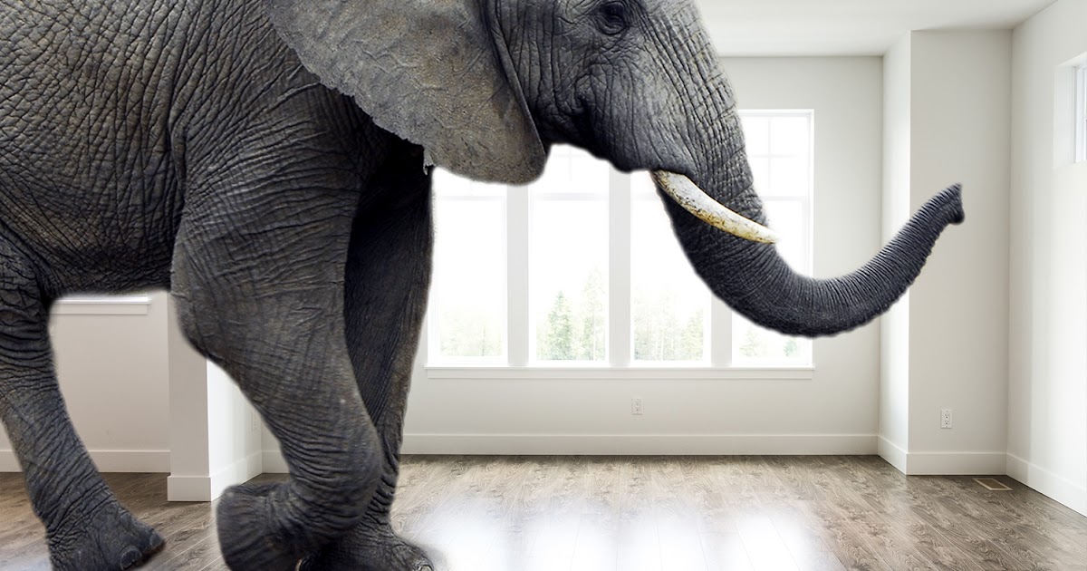 [40+] Elephant In The Room Free Image