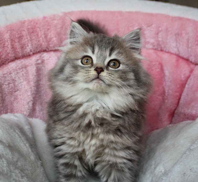 Britisch Langhaar Kitten Britisch Langhaar Kitten