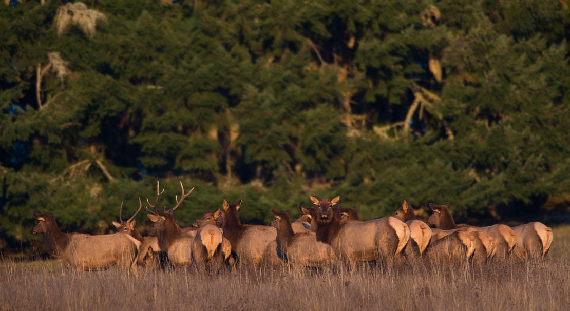 Robin Loznak Photography Roosevelt Elk in Oregon