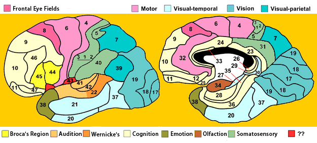 Brodmann's Areas of the Brain | Neuroscientia Brodmann's Areas of the Brain | Neuroscientia