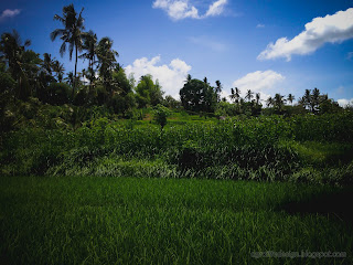 Green Stretch And Little Cloudy Blue Sky Of Agricultural Land At Ringdikit Farmfield, North Bali, Indonesia